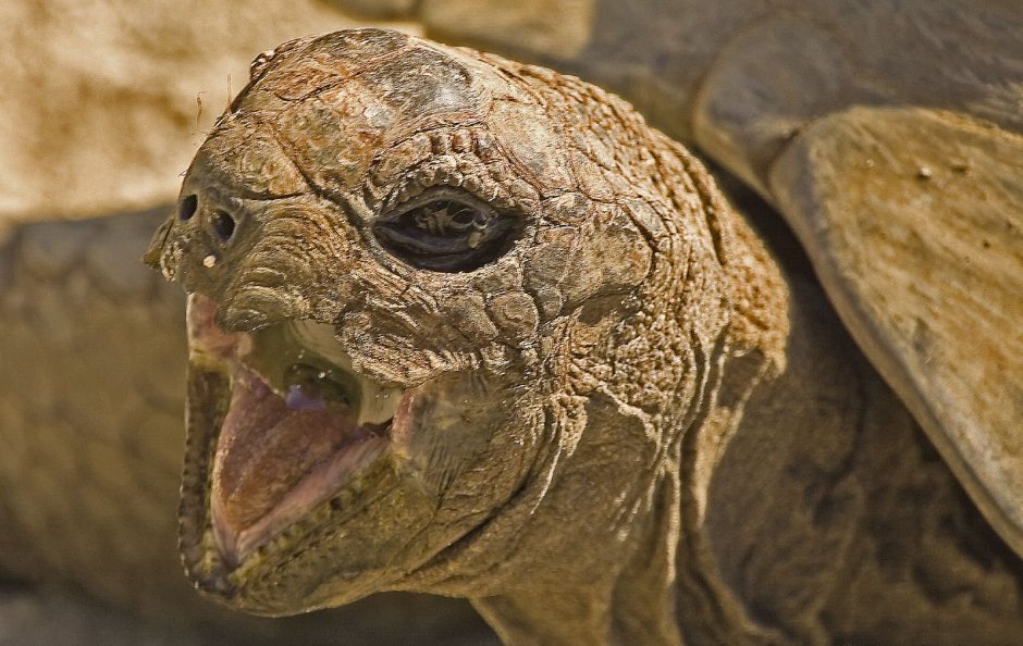 Aldabra giant Tortoise
