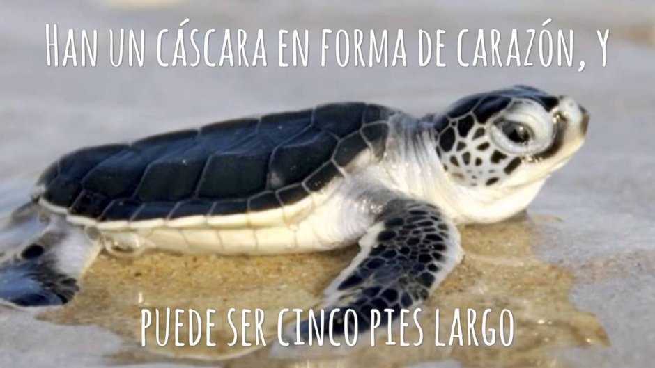 Черепахи Флориды