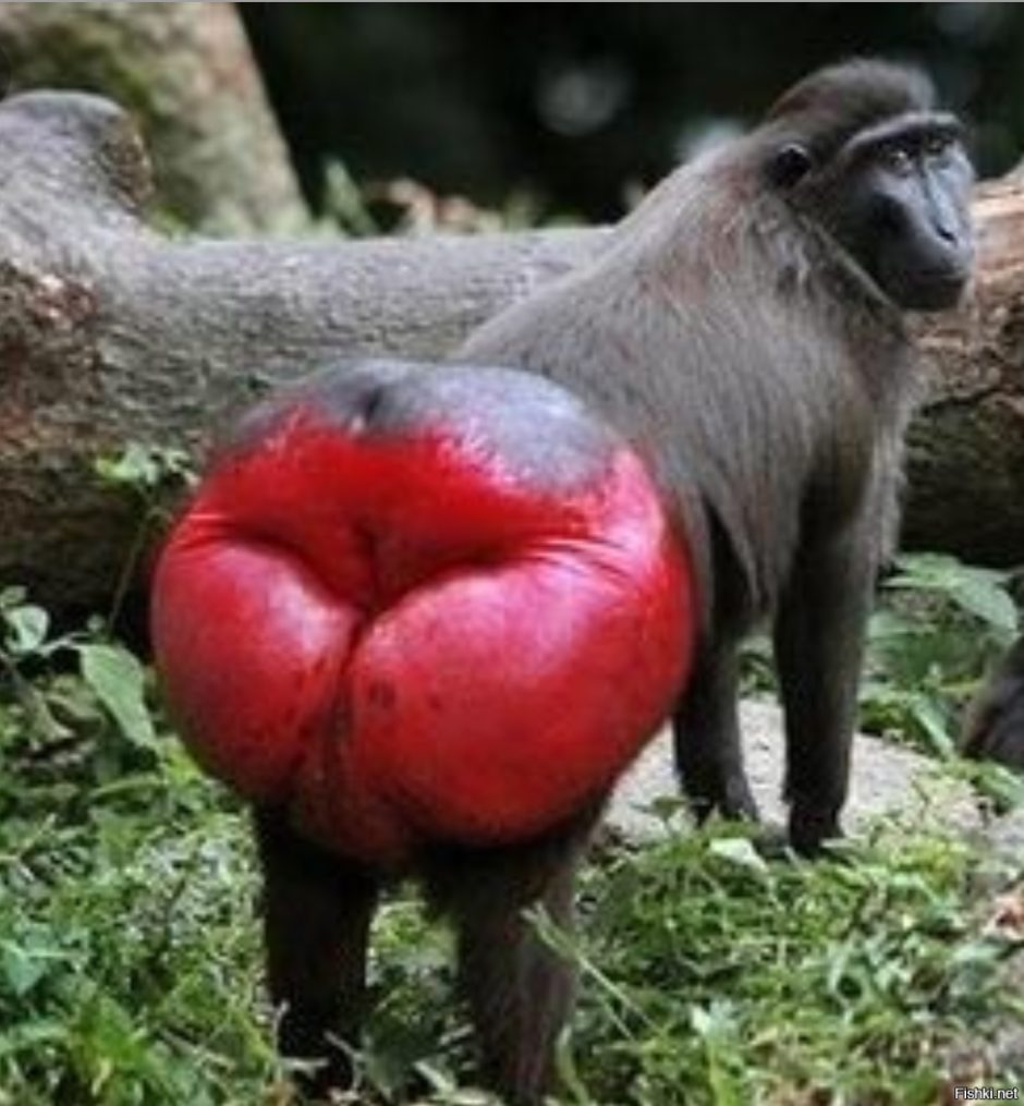 Накрашенная обезьяна