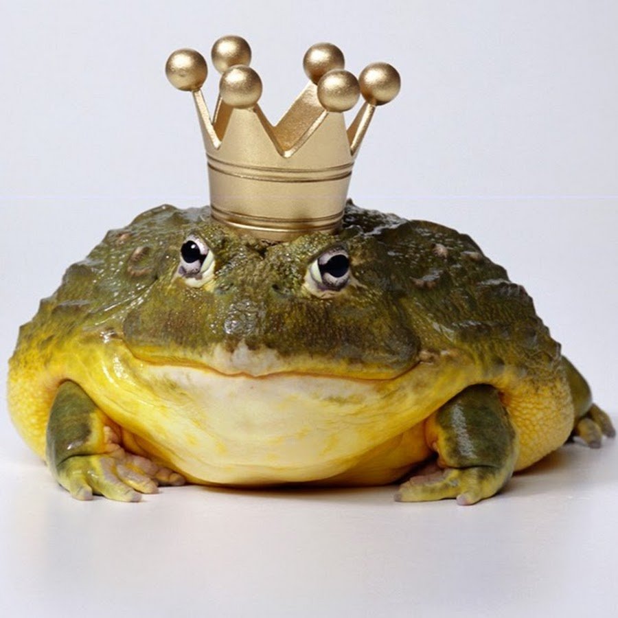 Лягушки подружки