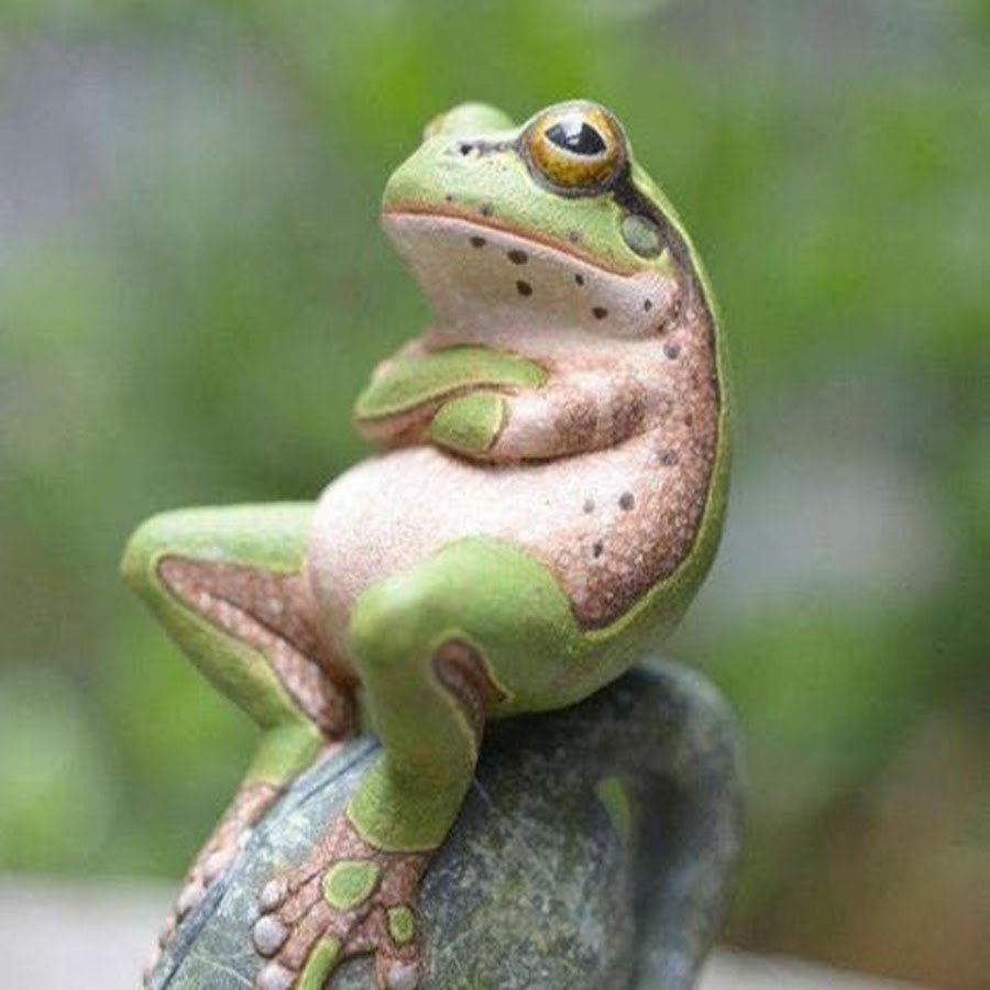 Лягушка улыбается