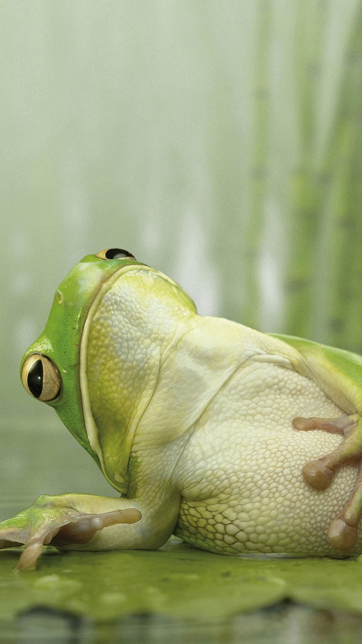 Лягушонок в очках