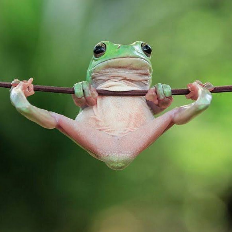 Смешные видео про лягушек