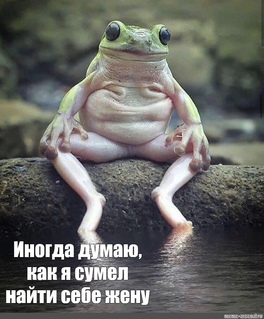 Веселая лягушка