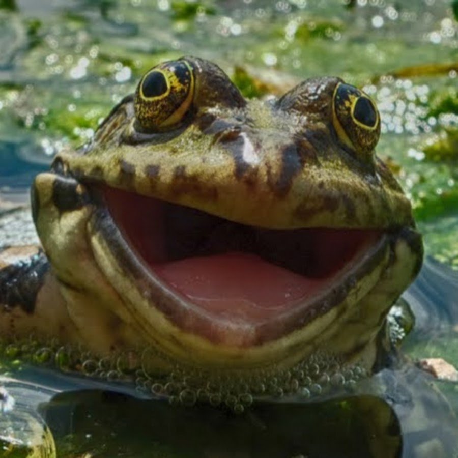 Лягушки мультяшные прикольные