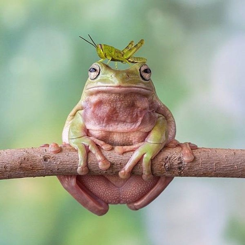 Смешная жаба