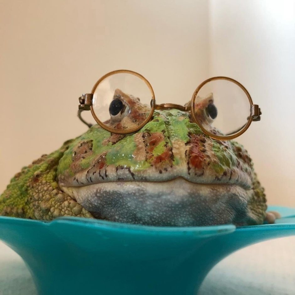 Жадная жаба