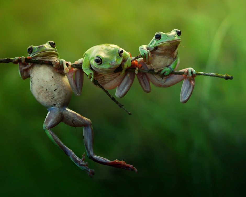 Две Жабы