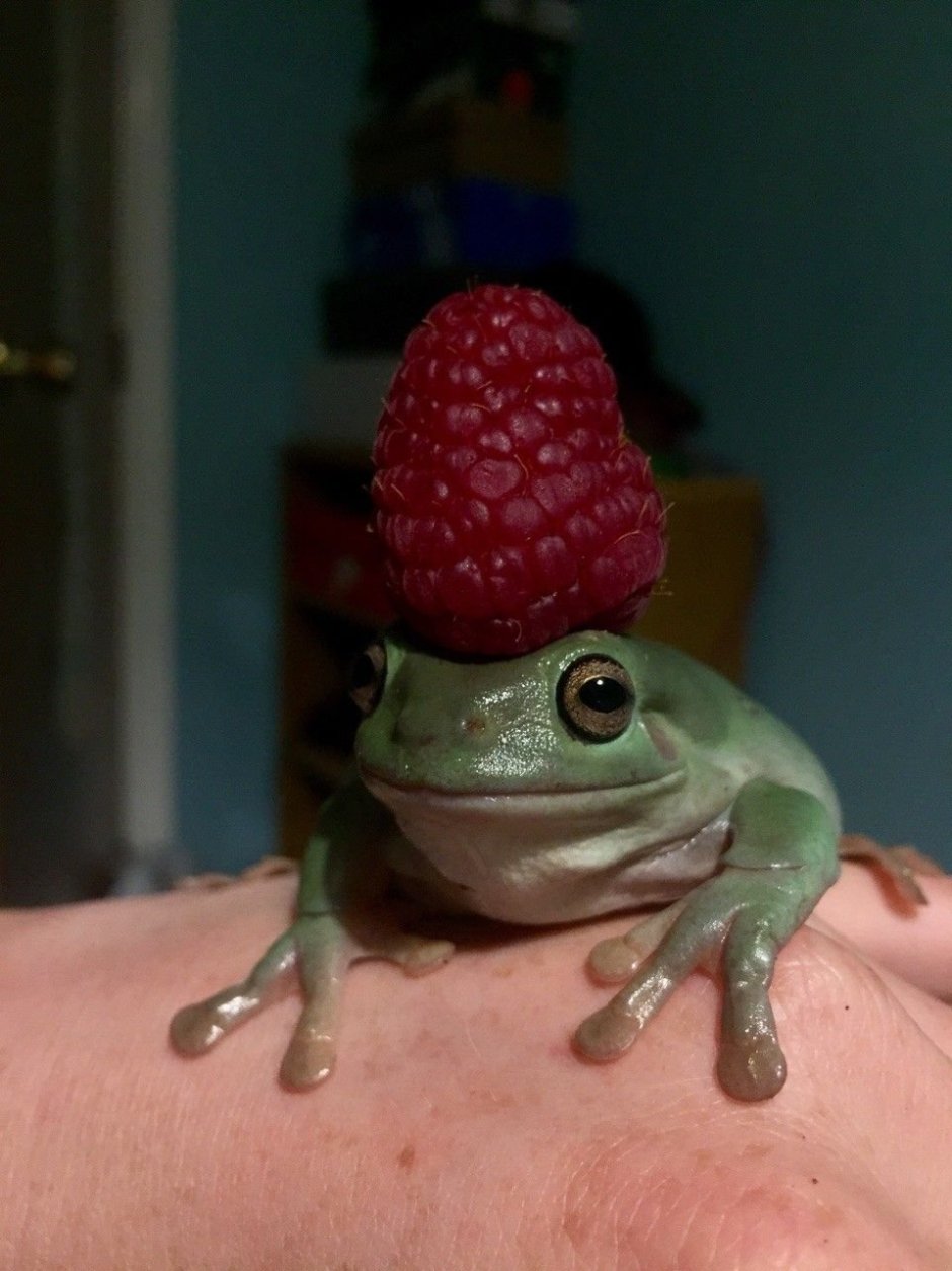 Лягушка Живая