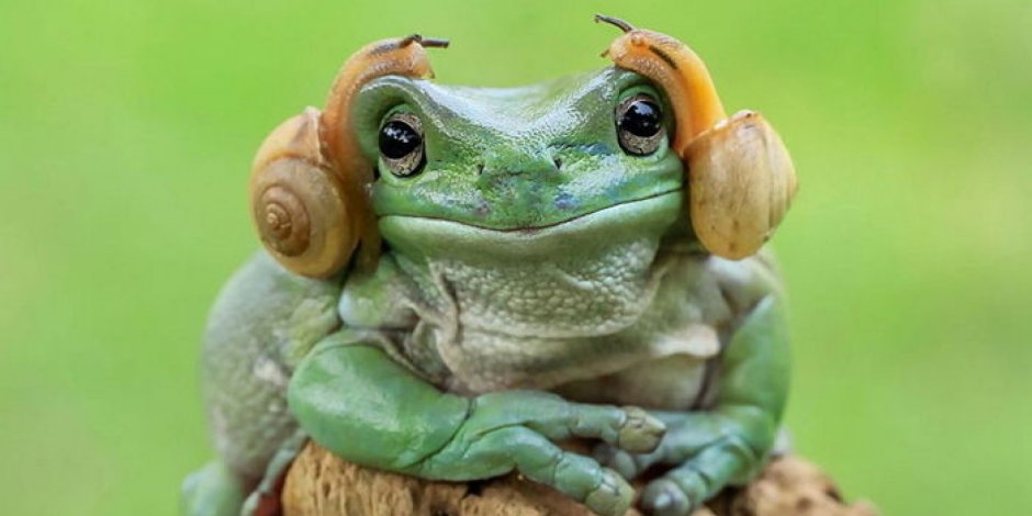Лягушка на улитке