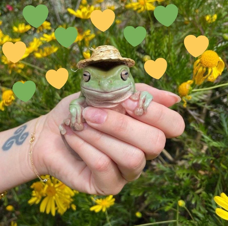 Лягушка лежит на спине