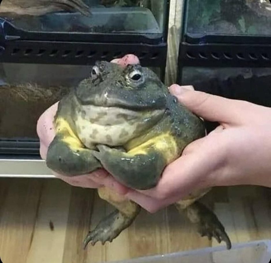 Довольная лягушка