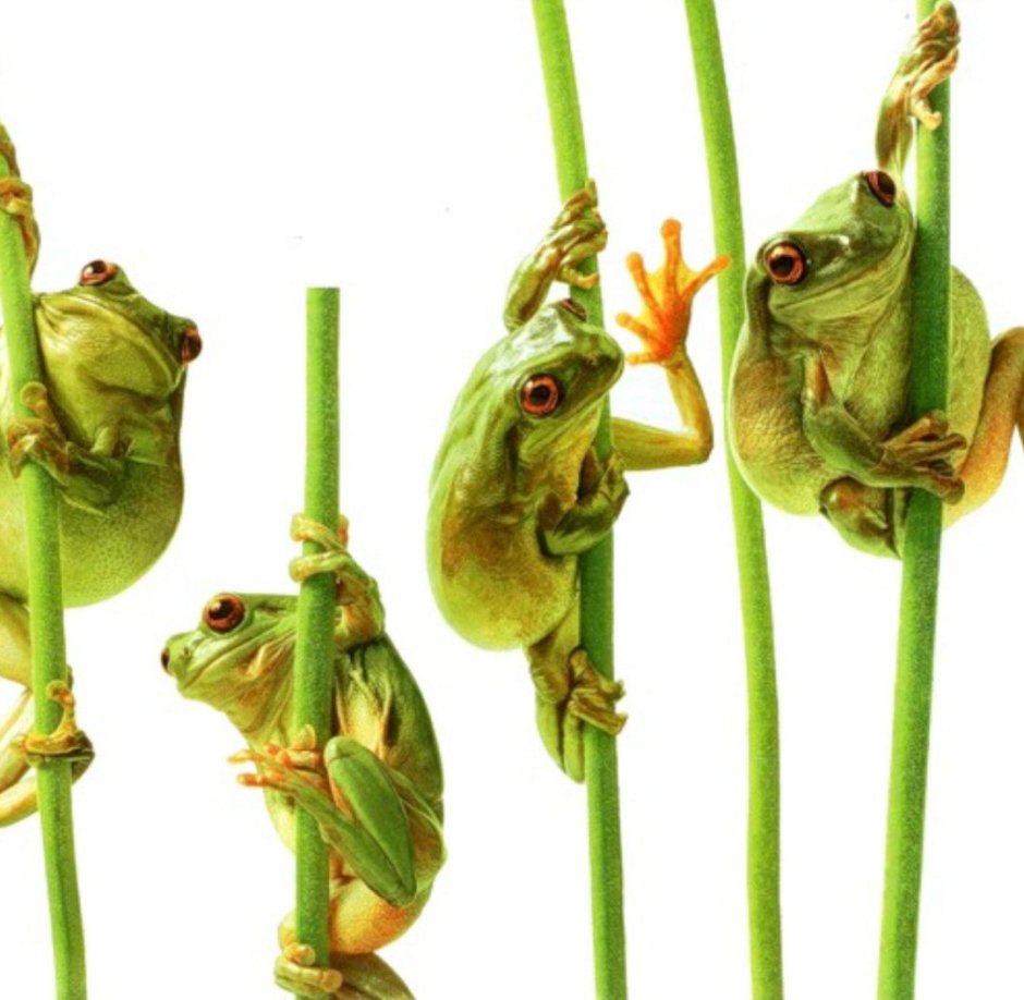 Четыре лягушки