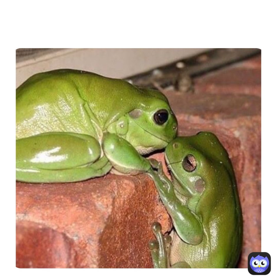 Смешные лягушки