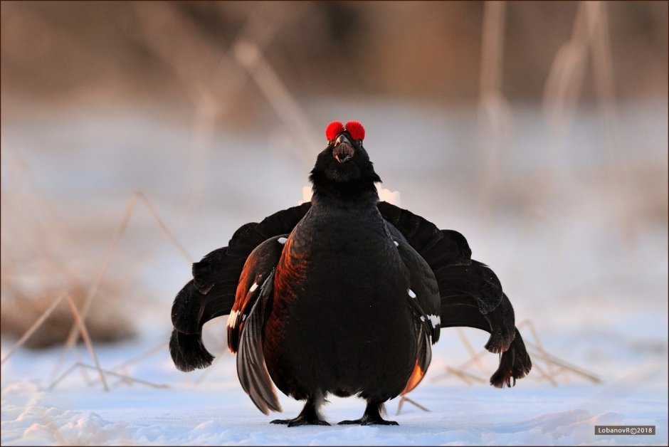 Каменный Глухарь (Tetrao parvirostris)
