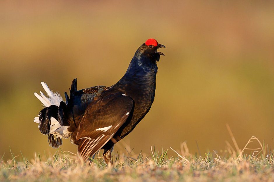 Тетерев шалфейный (Centrocercus urophasianus)