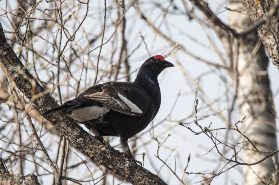 Каменный Глухарь (Tetrao parvirostris)