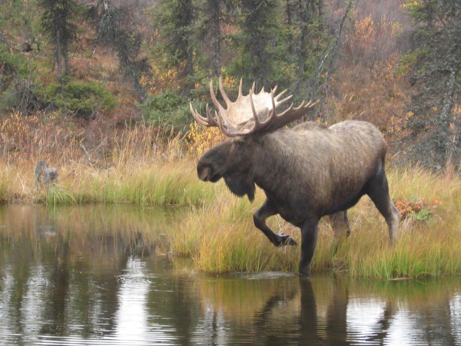 Кавказский Лось