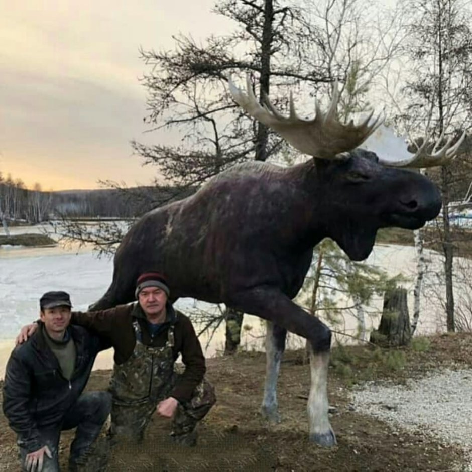 Огромный Лось