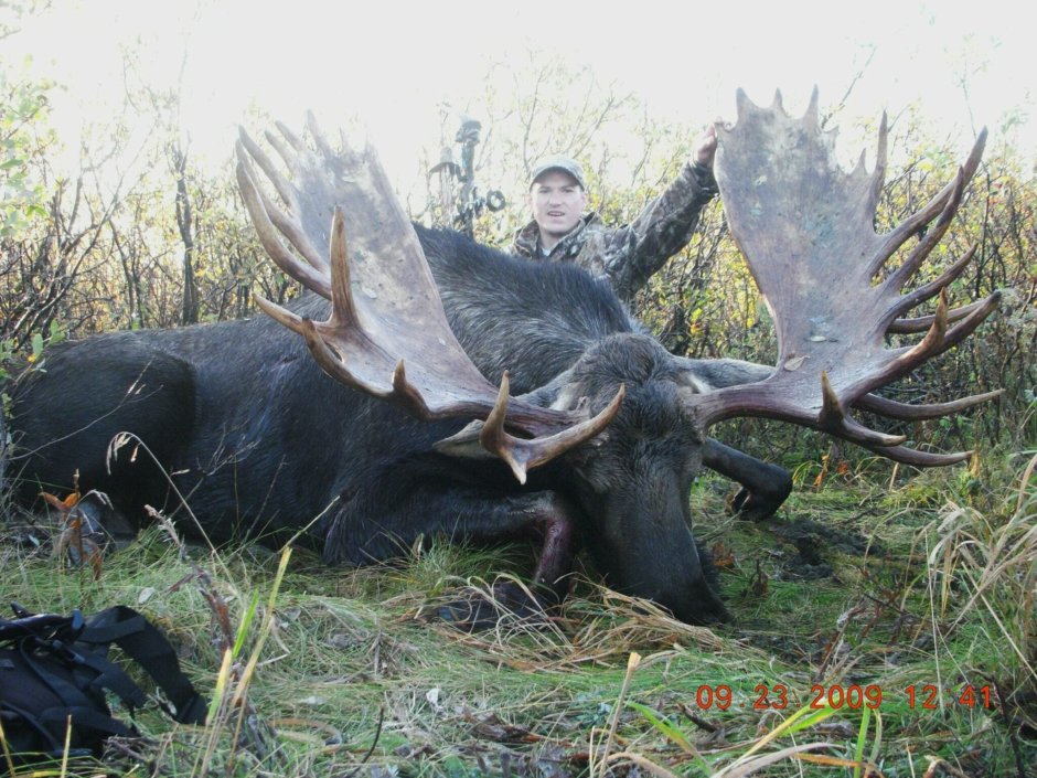 Самый большой Лось вес