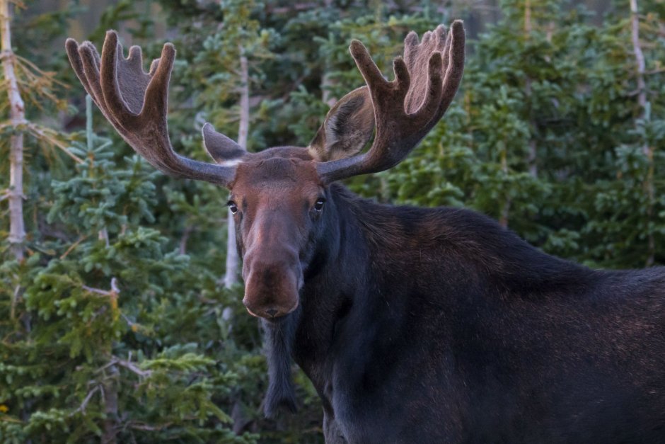 Евразийский Лось