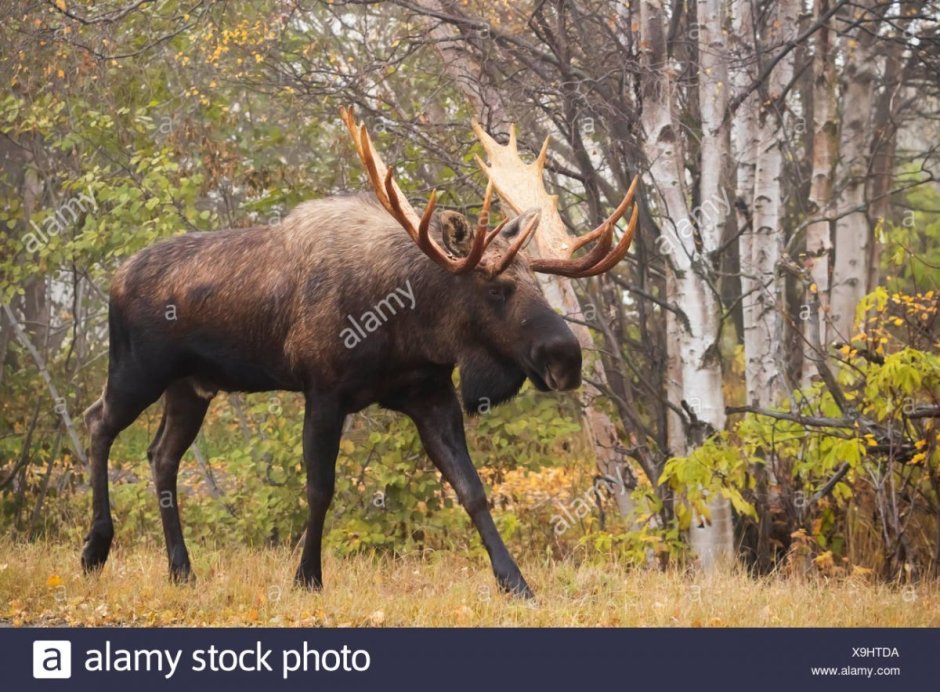Лось Северной Америки