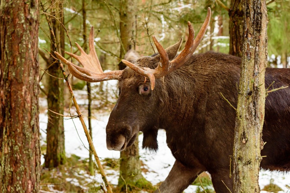 Национальный парк Лосиный остров лоси