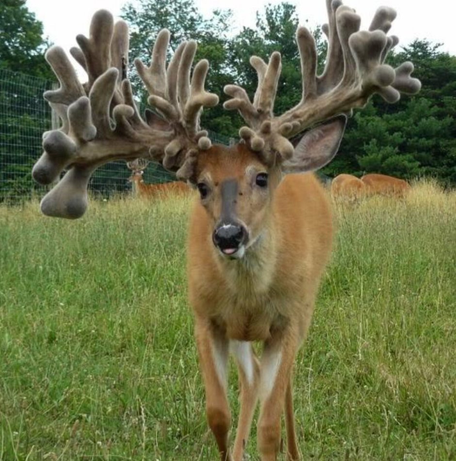 Олениха с рогами