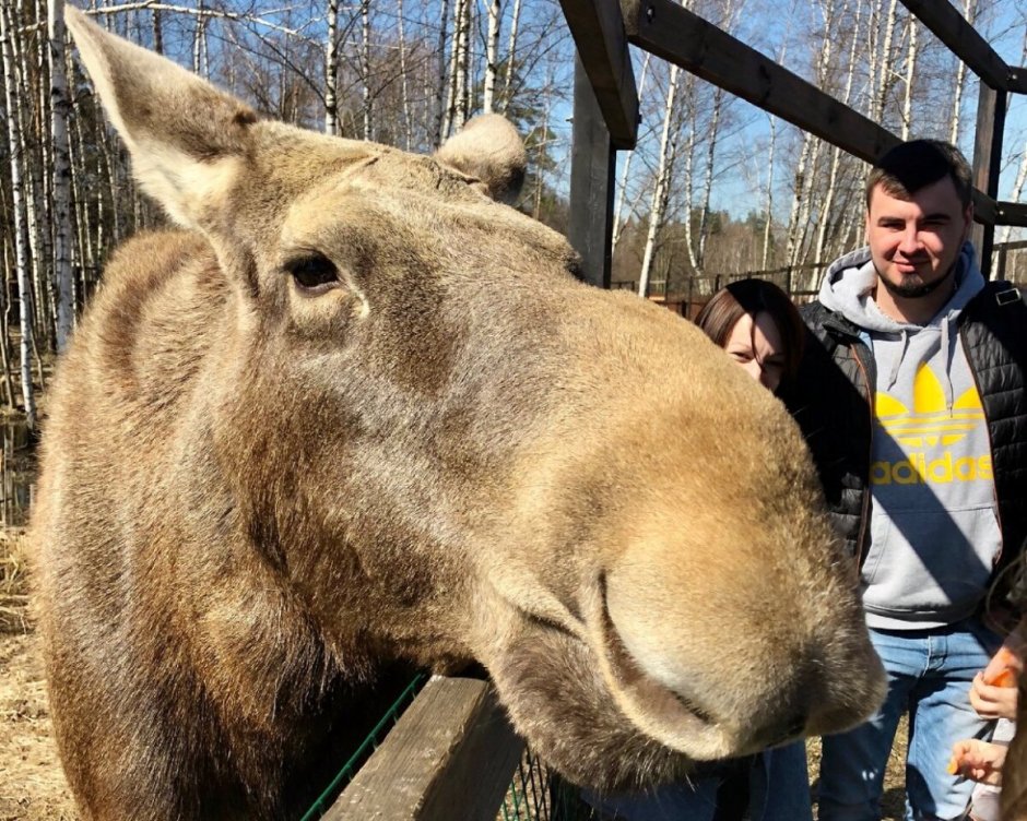 Самые большие лоси