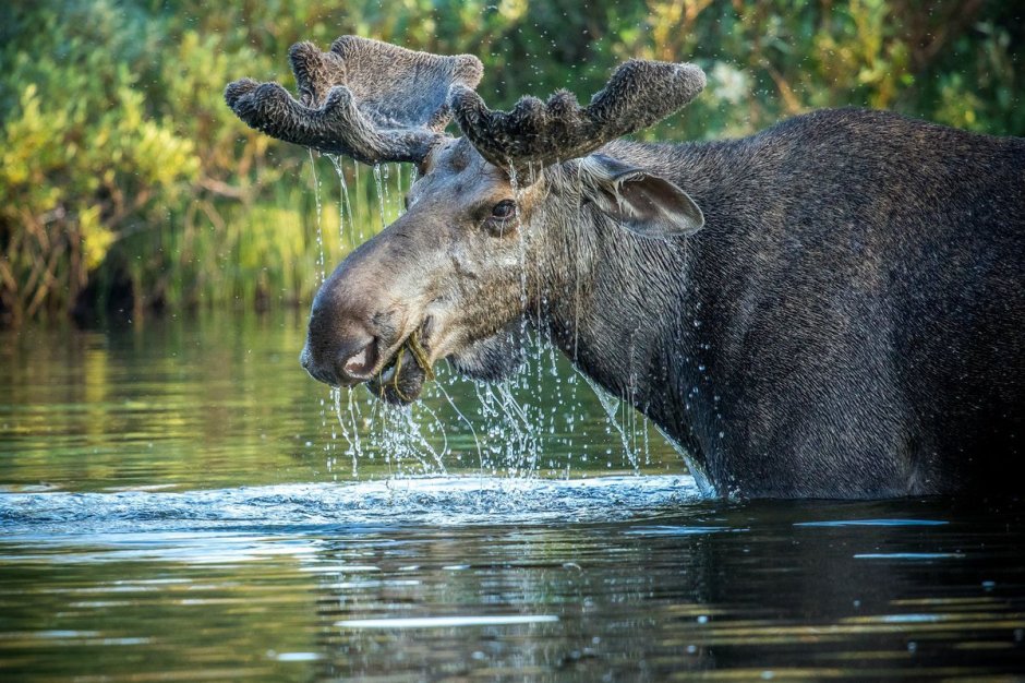 Лось Мурманской области