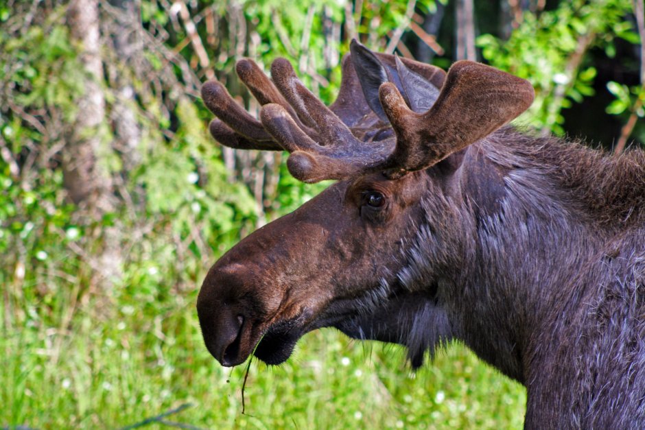Амурский Лось