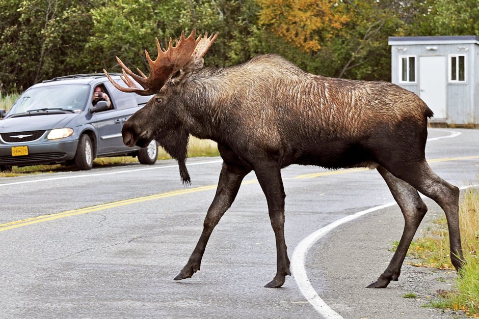 Самые большие лоси