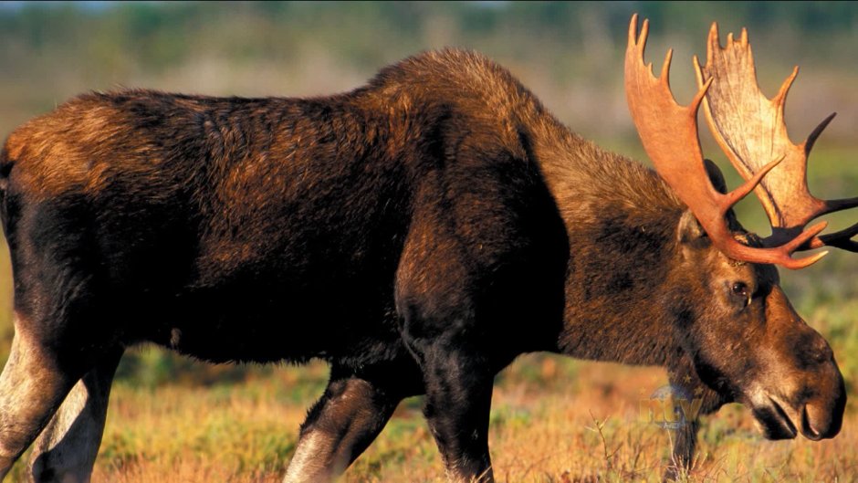 Самый большой Лось в мире