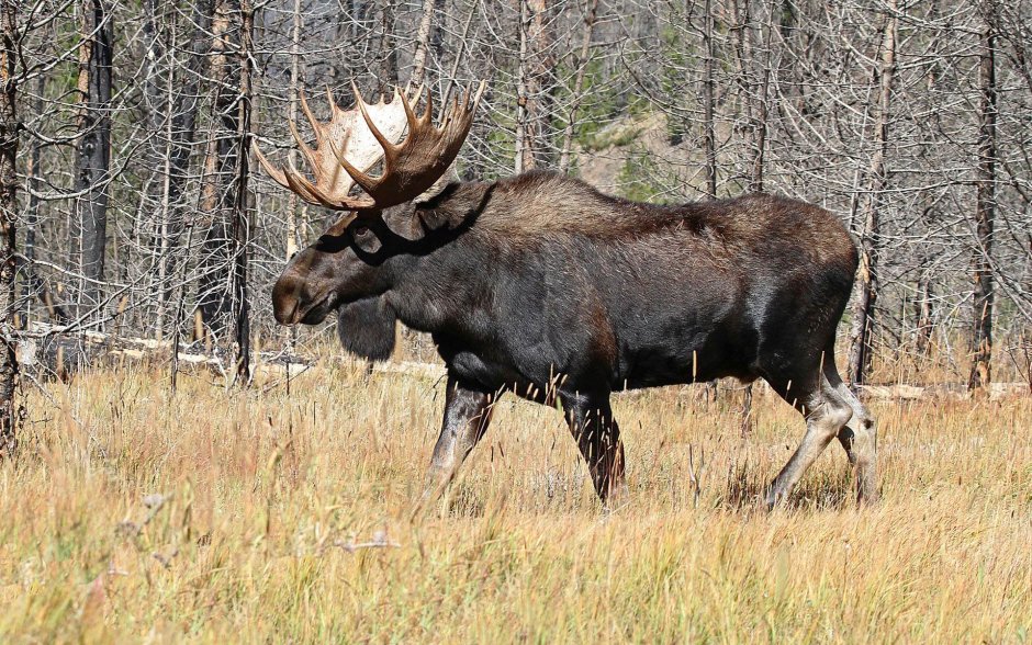 Лось Сибирский