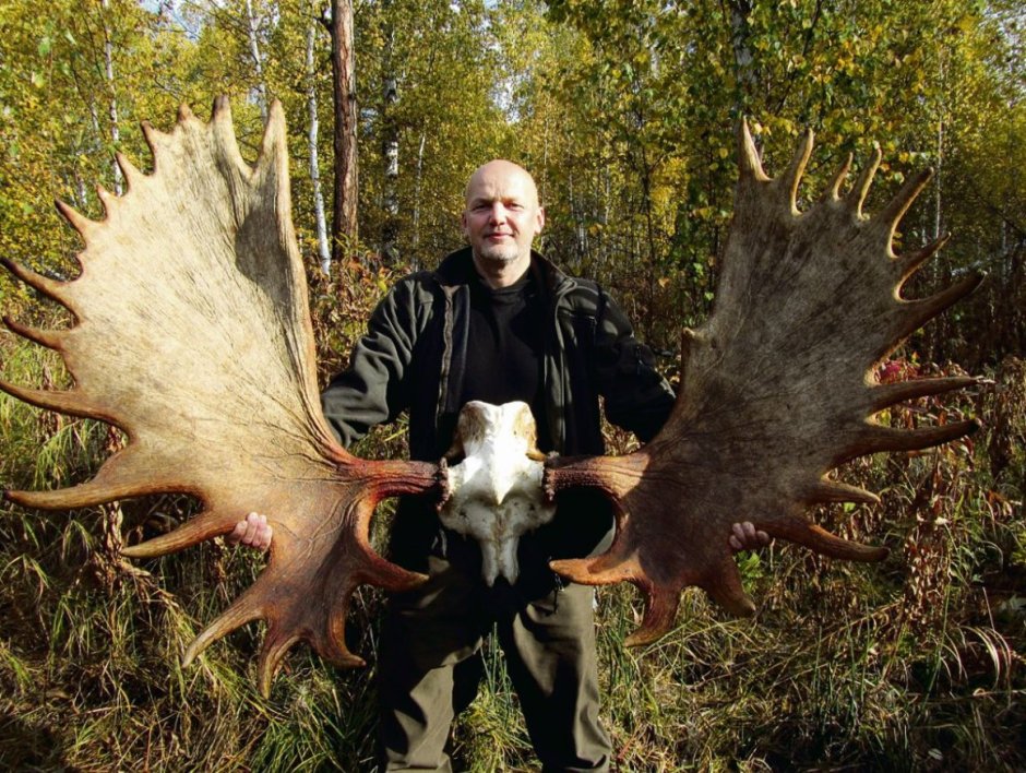 Лось с огромными рогами