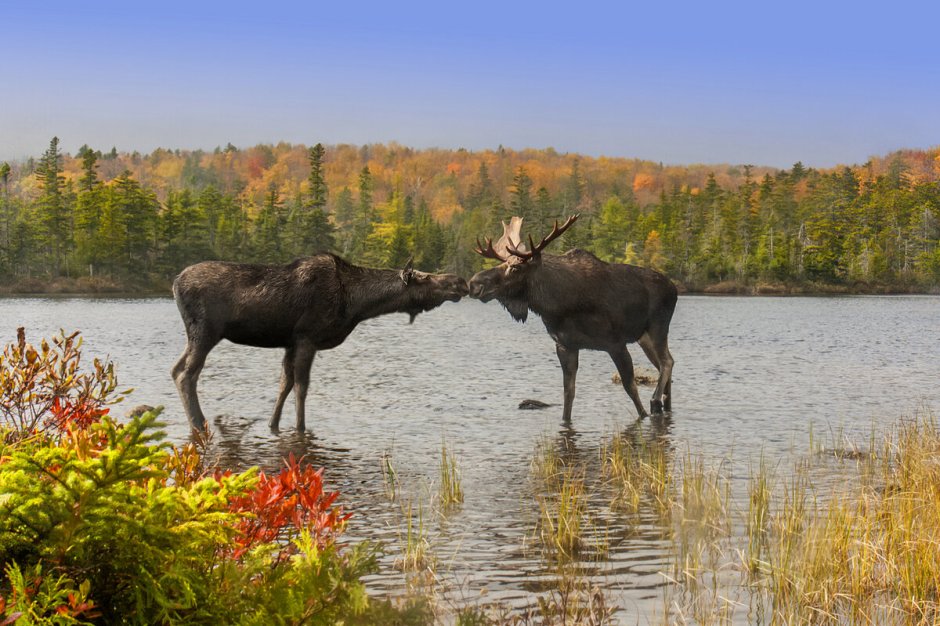 Аляскинский Лось