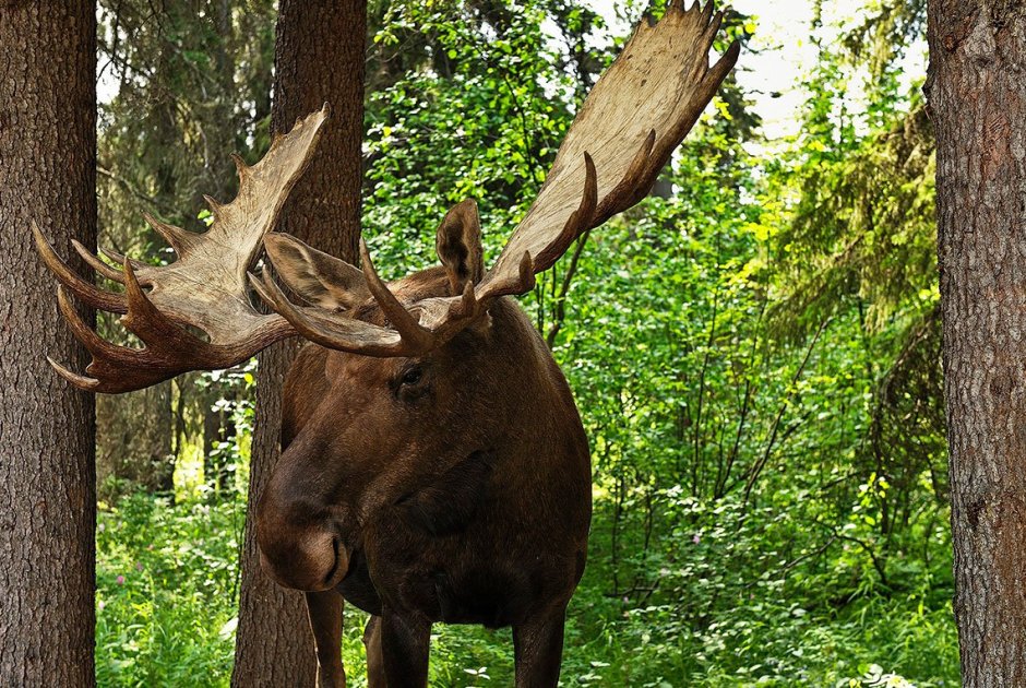 Самый крупный Лось