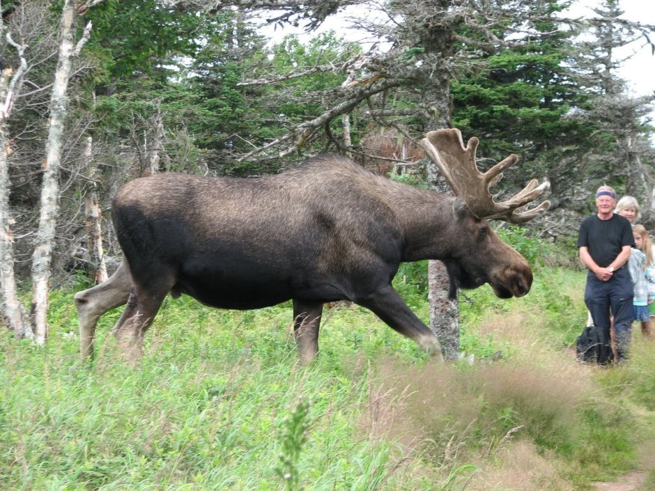 Самый большой Лось в мире