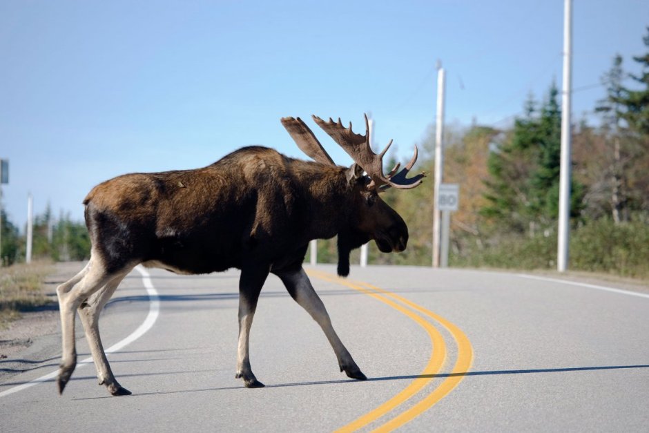 Лось в профиль