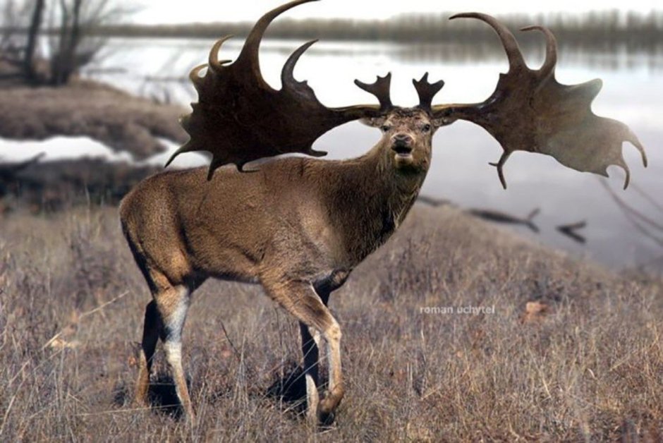 Большерогий олень Мегалоцерос