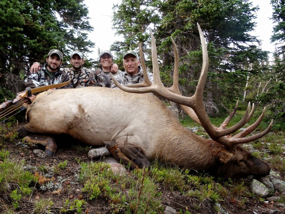 Большие лоси