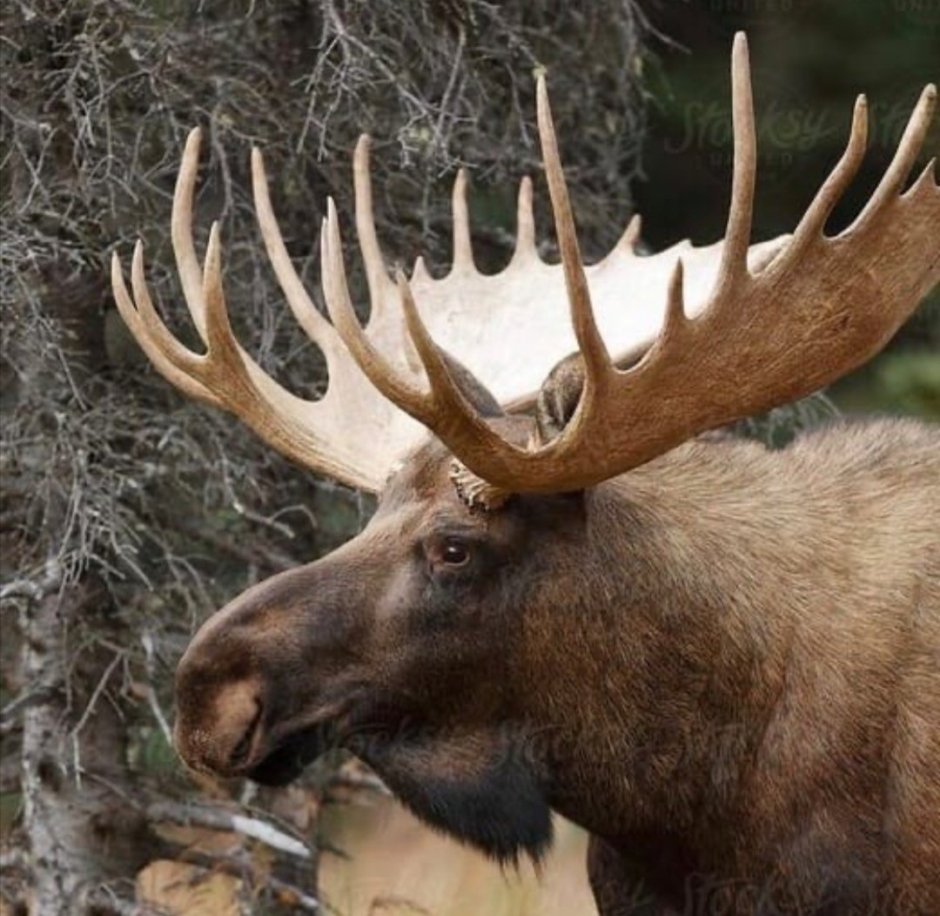 Лось Восточно Сибирский Сохатый