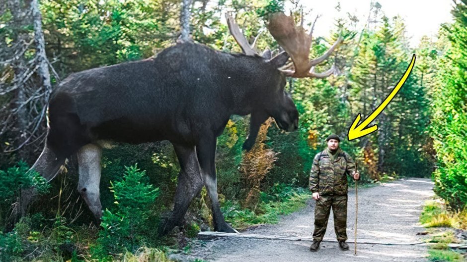 10 Невероятных нашествий животных, СНЯТЫХ на камеру