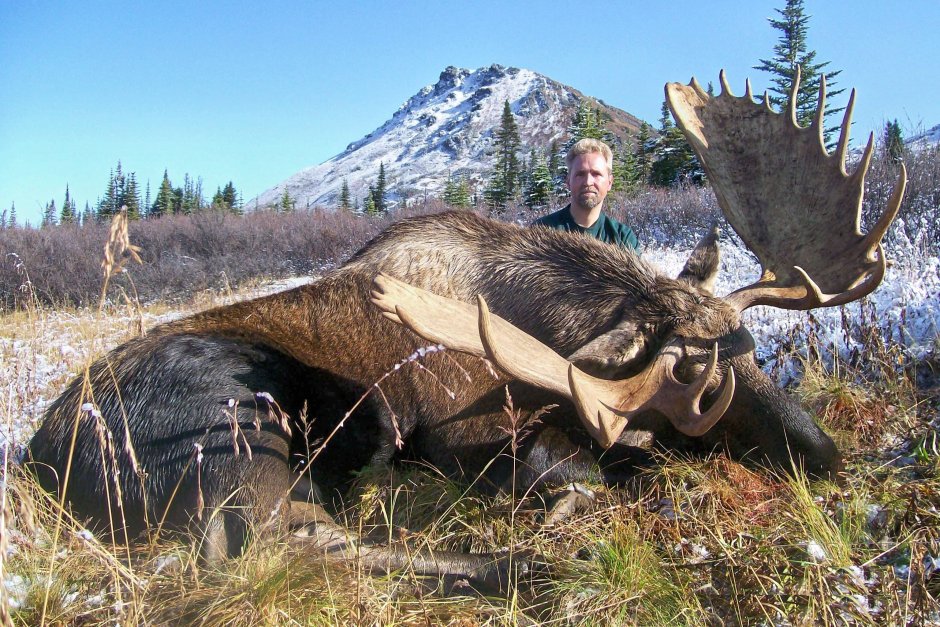 Самый большой Лось в мире