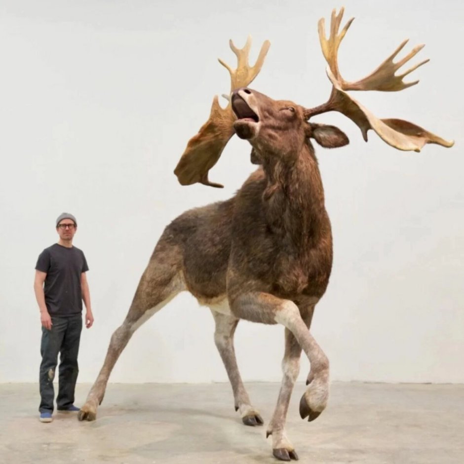 Большерогий олень рога