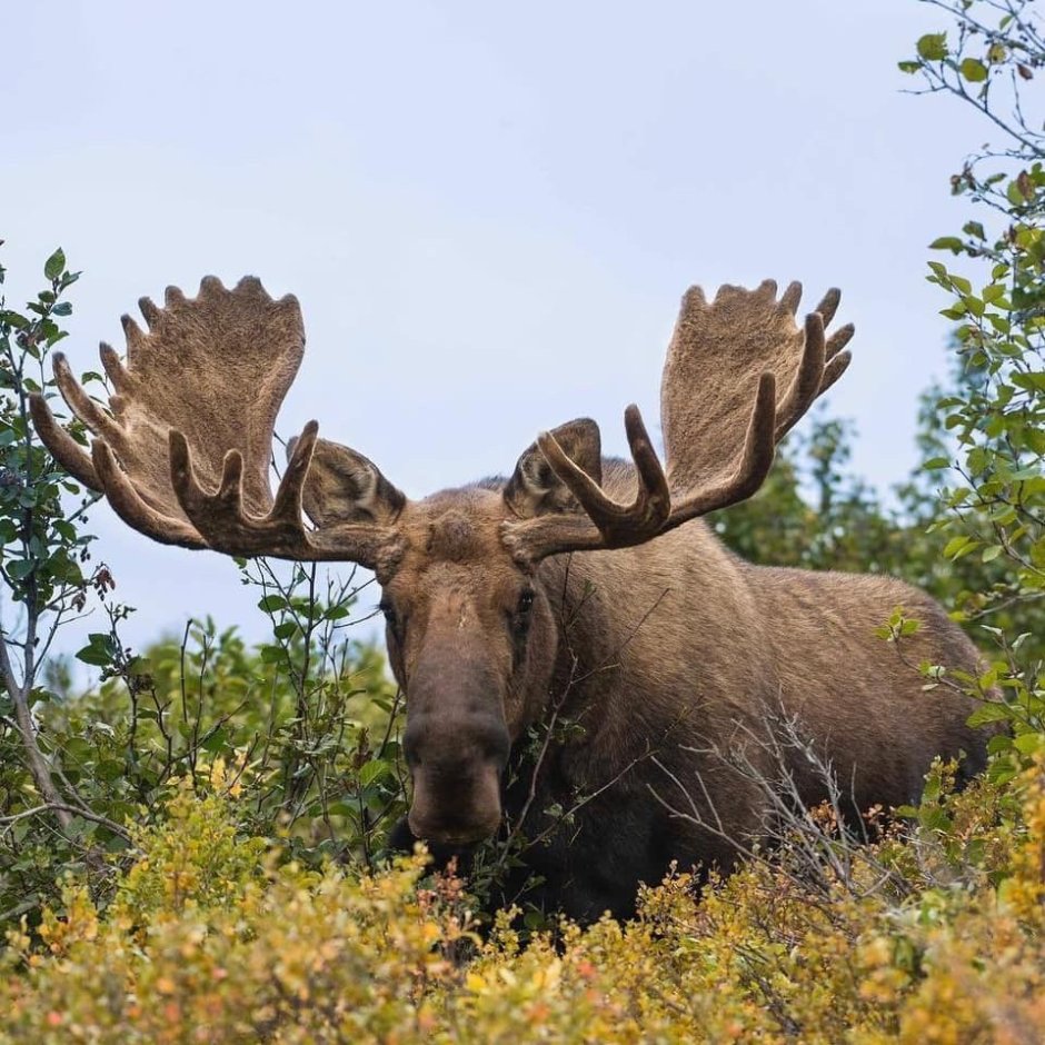 Лось Байкальский