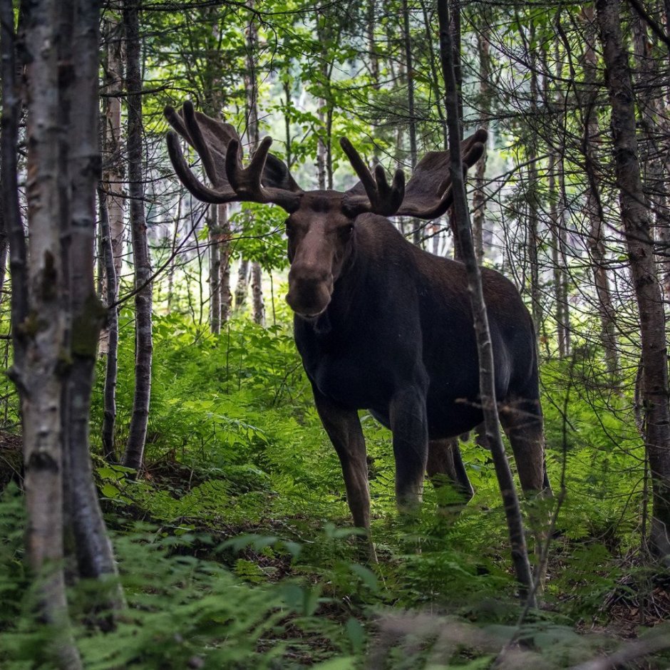 Восточносибирский Лось