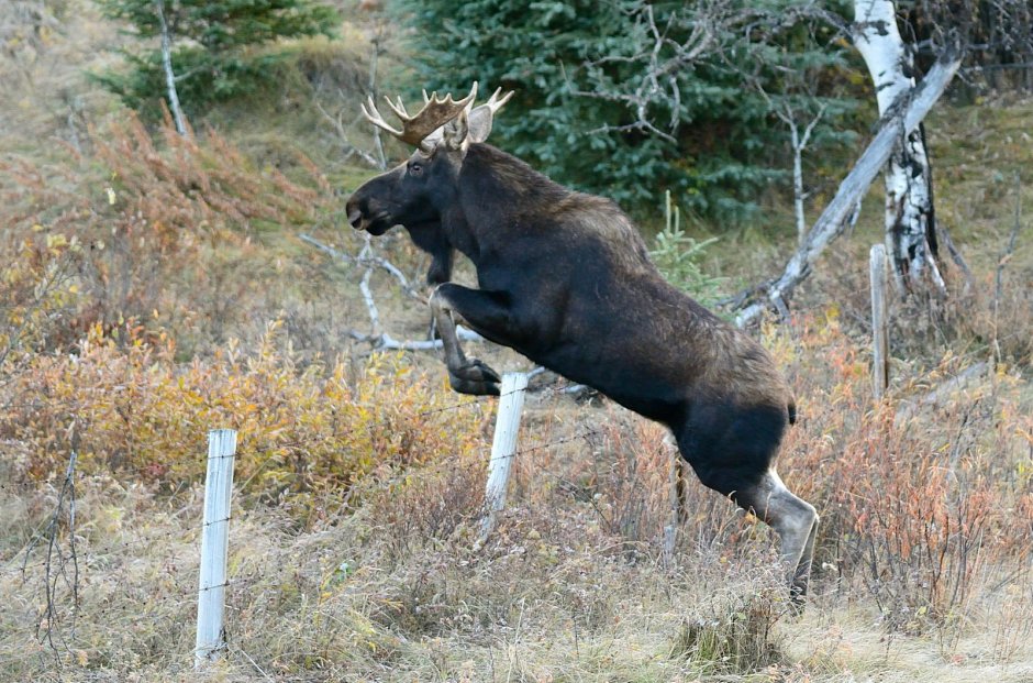 Карликовый Лось