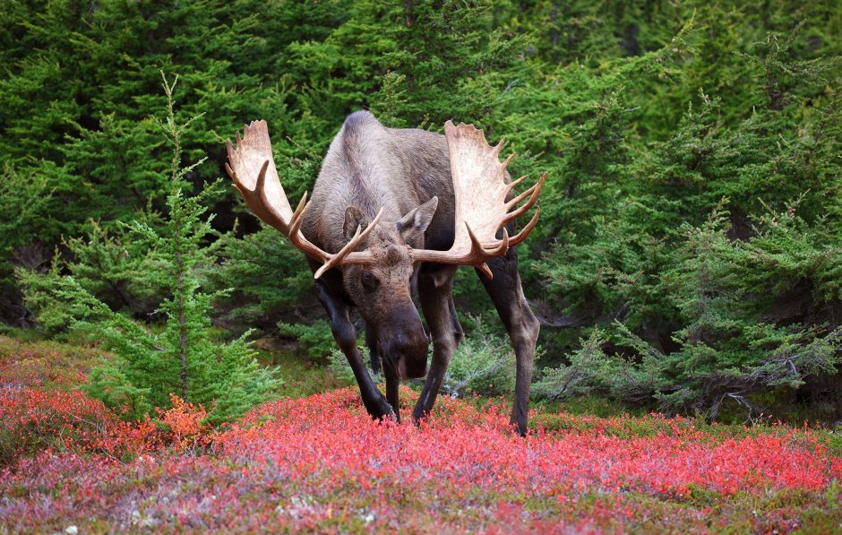 Природа Лось в лесу