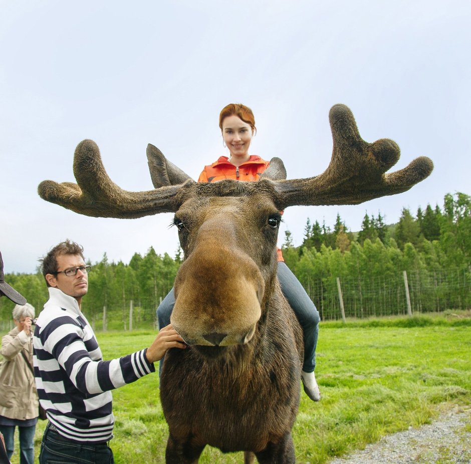 Олень рядом с человеком